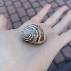 Helix albescens