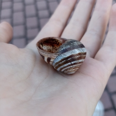 Helix albescens