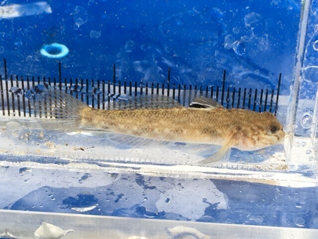Round Goby from Peterborough, ON, Canada on August 24, 2021 by ...