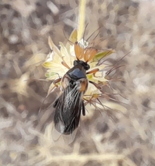 Ripiphorus subdipterus