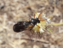Ripiphorus subdipterus
