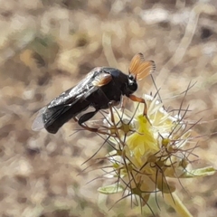 Ripiphorus subdipterus