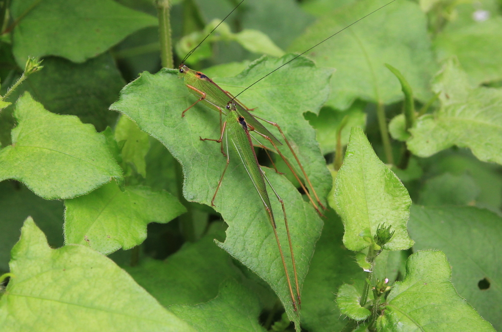 Phaneroptera trigonia