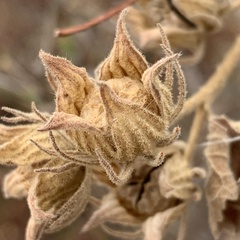 Pavonia senegalensis