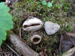 Tarzetta cupularis