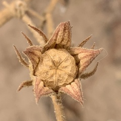 Pavonia senegalensis