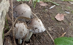 Agaricales