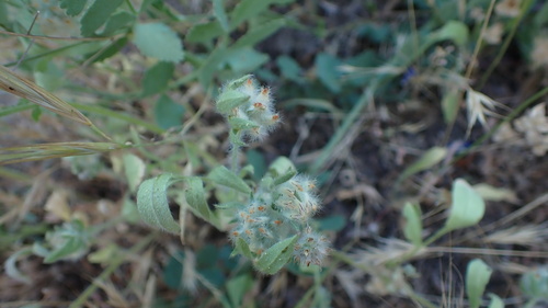 Anthyllis cornicina (Anthyllis cornicina)