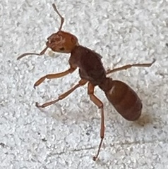 Lasius latipes
