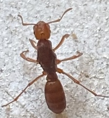 Lasius latipes