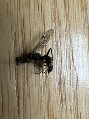 Auplopus mellipes variitarsus