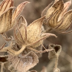 Pavonia senegalensis
