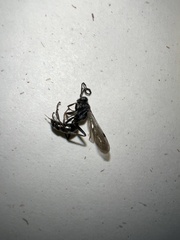 Auplopus mellipes variitarsus