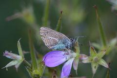 Eumedonia eumedon