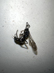 Auplopus mellipes variitarsus