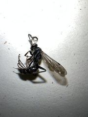 Auplopus mellipes variitarsus