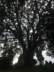 Enterolobium cyclocarpum