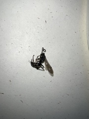 Auplopus mellipes variitarsus