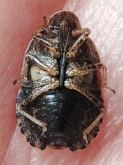 Sciocoris umbrinus