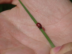 Gonioctena fornicata