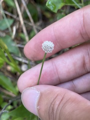 Lachnocaulon