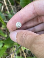 Lachnocaulon