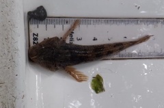 Cottus perifretum