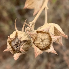 Pavonia senegalensis