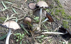Agaricales