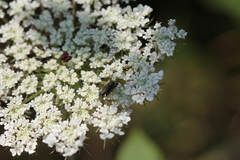 Anthaxia umbellatarum