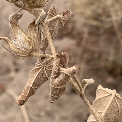 Pavonia senegalensis