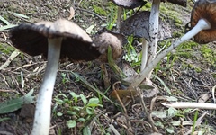 Agaricales