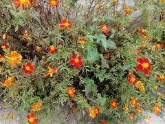 Tagetes