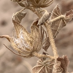 Pavonia senegalensis
