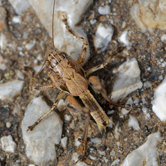 Bucephaloptera bucephala