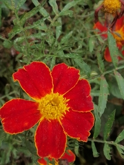 Tagetes