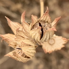 Pavonia senegalensis