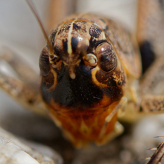 Bucephaloptera bucephala
