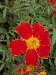 Tagetes