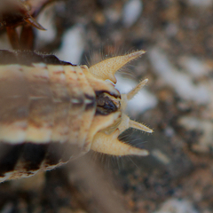 Bucephaloptera bucephala