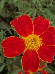 Tagetes