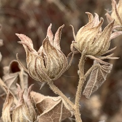 Pavonia senegalensis