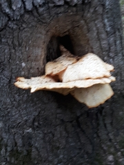 Bresadolia craterella