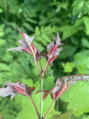 Dasineura communis