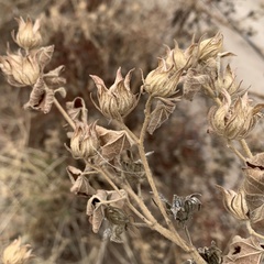 Pavonia senegalensis