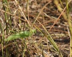 Acrometopa macropoda