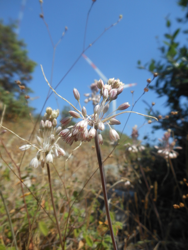 Allium tenuiflorum