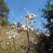Allium tenuiflorum - Photo (c) Valerio Lazzeri, algunos derechos reservados (CC BY-NC), subido por Valerio Lazzeri