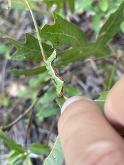 Hyparpax aurora