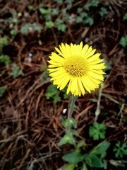 Osbertia stolonifera